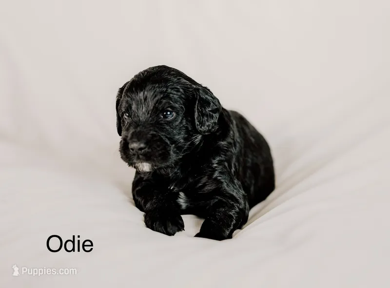 Odie – Golden Mountain Doodle puppy for sale in Higganum, CT