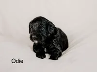 Odie, a male Golden Mountain Doodle for sale in Higganum, CT – 1 of 1