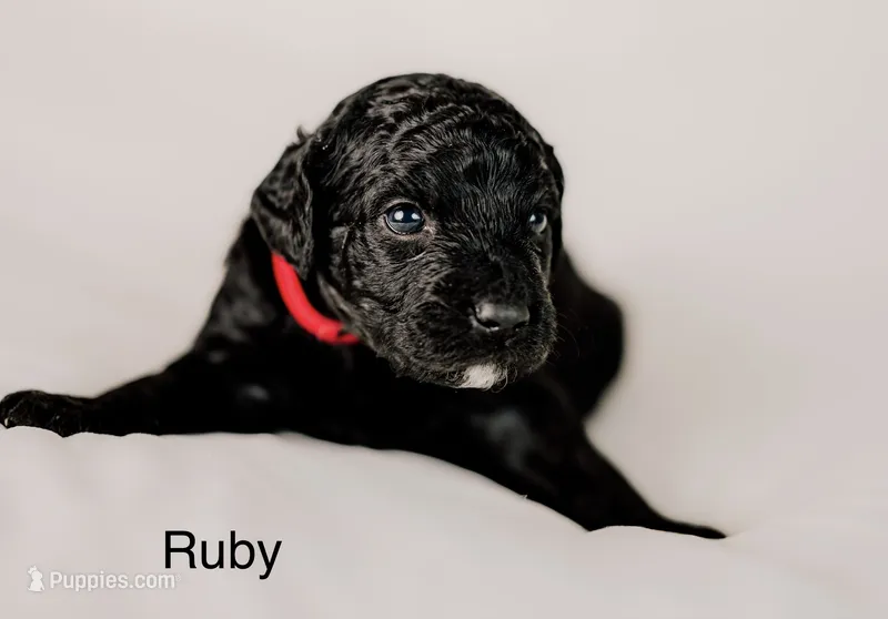 Ruby – Golden Mountain Doodle puppy for sale in Higganum, CT