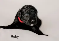 Ruby, a female Golden Mountain Doodle for sale in Higganum, CT – 1 of 1