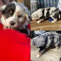 Daisy, a female Miniature Australian Shepherd for sale in Tahlequah, OK – Photo 1 of 4