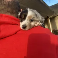 Daisy, a female Miniature Australian Shepherd for sale in Tahlequah, OK – Photo 6 of 7