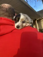 Daisy, a female Miniature Australian Shepherd for sale in Tahlequah, OK – Photo 4 of 4