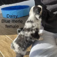 Daisy, a female Miniature Australian Shepherd for sale in Tahlequah, OK – Photo 4 of 7
