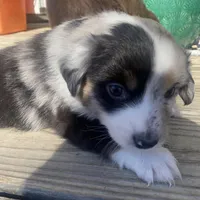 Daisy, a female Miniature Australian Shepherd for sale in Tahlequah, OK – Photo 5 of 7