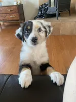 Daisy, a female Miniature Australian Shepherd for sale in Tahlequah, OK – Photo 7 of 7