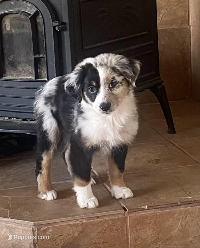 Daisy, a female Miniature Australian Shepherd for sale in Tahlequah, OK – Photo 1 of 7