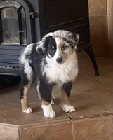 Daisy, a female Miniature Australian Shepherd for sale in Tahlequah, OK – Photo 1 of 7