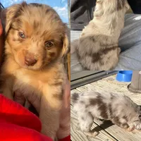 Ginger, a female Miniature Australian Shepherd for sale in Tahlequah, OK – Photo 1 of 7