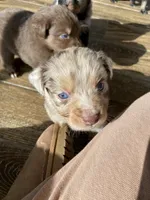 Ginger, a female Miniature Australian Shepherd for sale in Tahlequah, OK – Photo 4 of 7