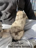 Ginger, a female Miniature Australian Shepherd for sale in Tahlequah, OK – Photo 3 of 7