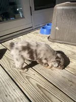 Ginger, a female Miniature Australian Shepherd for sale in Tahlequah, OK – Photo 7 of 7