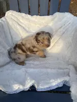 Ginger, a female Miniature Australian Shepherd for sale in Tahlequah, OK – Photo 6 of 7