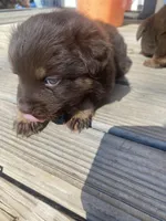 Tod, a male Miniature Australian Shepherd for sale in Tahlequah, OK – Photo 4 of 6