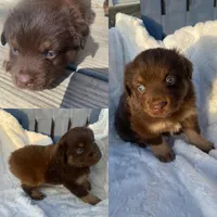 Tod, a male Miniature Australian Shepherd for sale in Tahlequah, OK – Photo 1 of 6