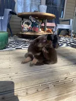 Tod, a male Miniature Australian Shepherd for sale in Tahlequah, OK – Photo 5 of 6