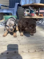 Tod, a male Miniature Australian Shepherd for sale in Tahlequah, OK – Photo 6 of 6