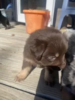 Tod, a male Miniature Australian Shepherd for sale in Tahlequah, OK – Photo 3 of 6