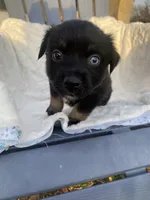 Rocky, a male Miniature Australian Shepherd for sale in Tahlequah, OK – Photo 2 of 5