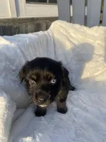 Rocky, a male Miniature Australian Shepherd for sale in Tahlequah, OK – Photo 3 of 5