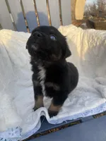 Rocky, a male Miniature Australian Shepherd for sale in Tahlequah, OK – Photo 4 of 5