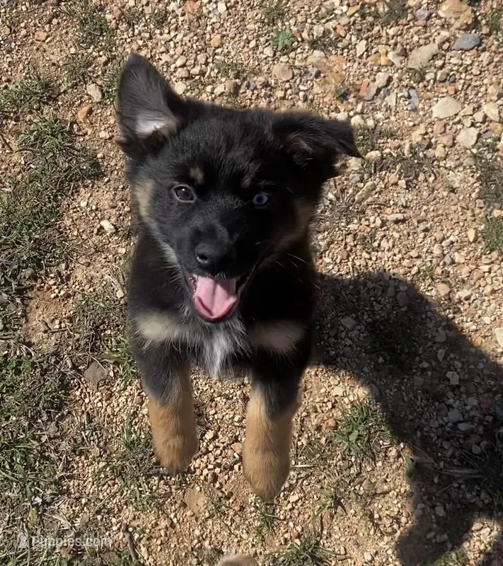 Rocky – Miniature Australian Shepherd puppy for sale in Tahlequah, OK