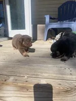 Rocky, a male Miniature Australian Shepherd for sale in Tahlequah, OK – Photo 5 of 5