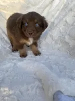 Copper, a male Miniature Australian Shepherd for sale in Tahlequah, OK – Photo 3 of 5