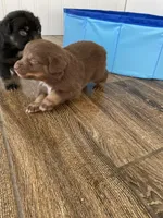 Copper, a male Miniature Australian Shepherd for sale in Tahlequah, OK – Photo 5 of 5