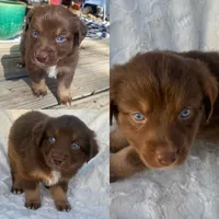 Copper, a male Miniature Australian Shepherd for sale in Tahlequah, OK – Photo 1 of 5