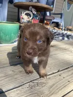Copper, a male Miniature Australian Shepherd for sale in Tahlequah, OK – Photo 4 of 5