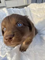 Copper, a male Miniature Australian Shepherd for sale in Tahlequah, OK – Photo 2 of 5