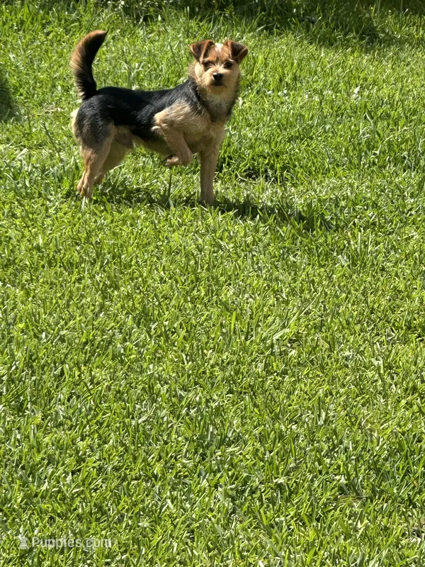 Strokey – Norfolk Terrier puppy for sale in LaPlace, LA