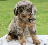 Male bernedoodle, a male Bernedoodle for sale in Poteau, OK – 3 of 6