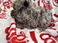 AKC Merle Male 3, a male Poodle - Toy  for sale in Poteau, OK – 4 of 7