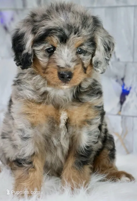 Male bernedoodle – Bernedoodle puppy for sale in Poteau, OK