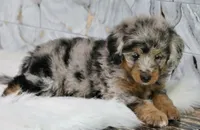 Male bernedoodle, a male Bernedoodle for sale in Poteau, OK – 2 of 6