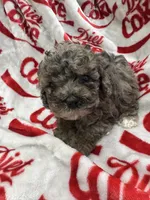AKC Merle Male 3, a male Poodle - Toy  for sale in Poteau, OK – 5 of 7