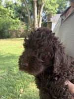 Male Bernedoodle , a male Bernedoodle for sale in Poteau, OK – 6 of 7