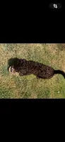 Male Bernedoodle , a male Bernedoodle for sale in Poteau, OK – 2 of 7