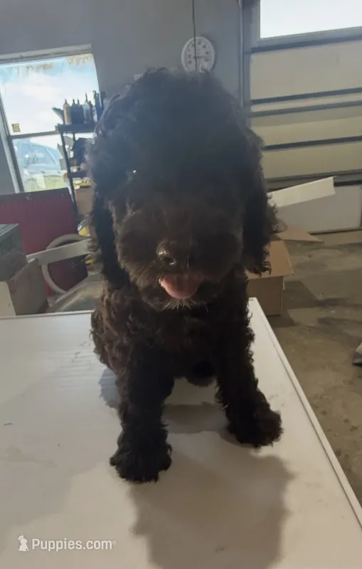 Male Bernedoodle  – Bernedoodle puppy for sale in Poteau, OK