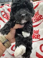 AKC Male 1, a male Poodle - Toy  for sale in Poteau, OK – 5 of 5