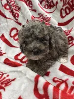 AKC Merle Male 3, a male Poodle - Toy  for sale in Poteau, OK – 1 of 7