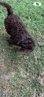 Male Bernedoodle , a male Bernedoodle for sale in Poteau, OK – 4 of 7