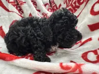 AKC Male 2, a male Poodle - Toy  for sale in Poteau, OK – 2 of 5