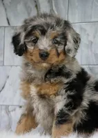Male bernedoodle, a male Bernedoodle for sale in Poteau, OK – 5 of 6