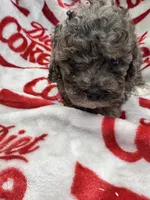 AKC Merle Male 3, a male Poodle - Toy  for sale in Poteau, OK – 7 of 7