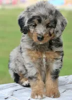 Male bernedoodle, a male Bernedoodle for sale in Poteau, OK – 4 of 6