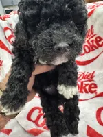 AKC Male 1, a male Poodle - Toy  for sale in Poteau, OK – 2 of 5
