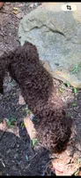 Male Bernedoodle , a male Bernedoodle for sale in Poteau, OK – 3 of 7
